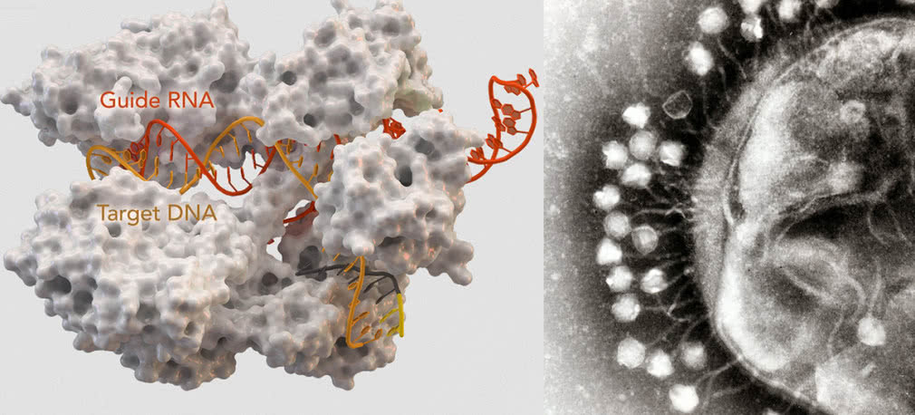 Chemiczny Nobel 2020, czyli genetyczne nożyce