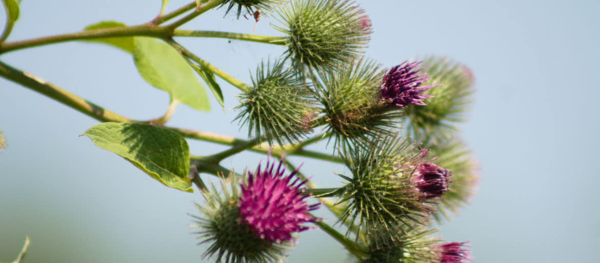 Natura matką wynalazków. Od naśladowania do kopiowania rozwiązań biologicznych