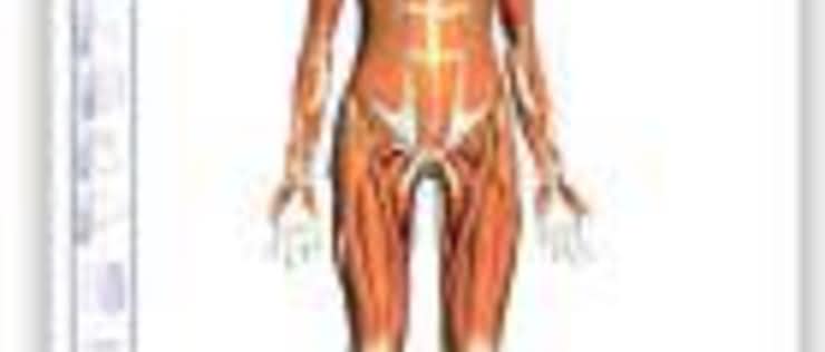 Google Body Browser - wirtualny atlas anatomiczny