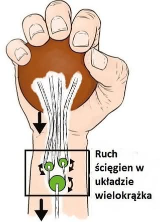 Bioniczny wielokrążek